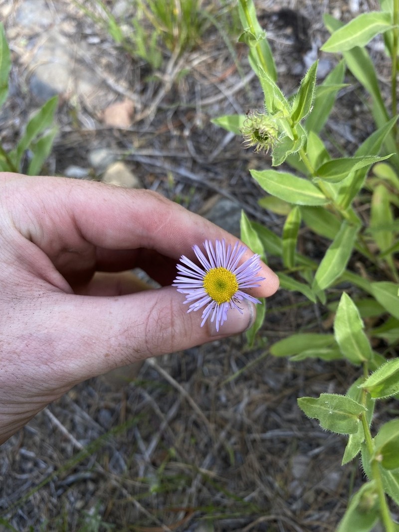 Aspen Fleabane
