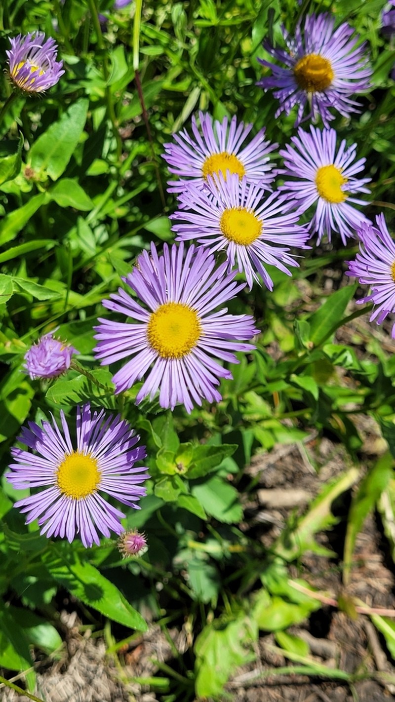 Aspen Fleabane photo 2