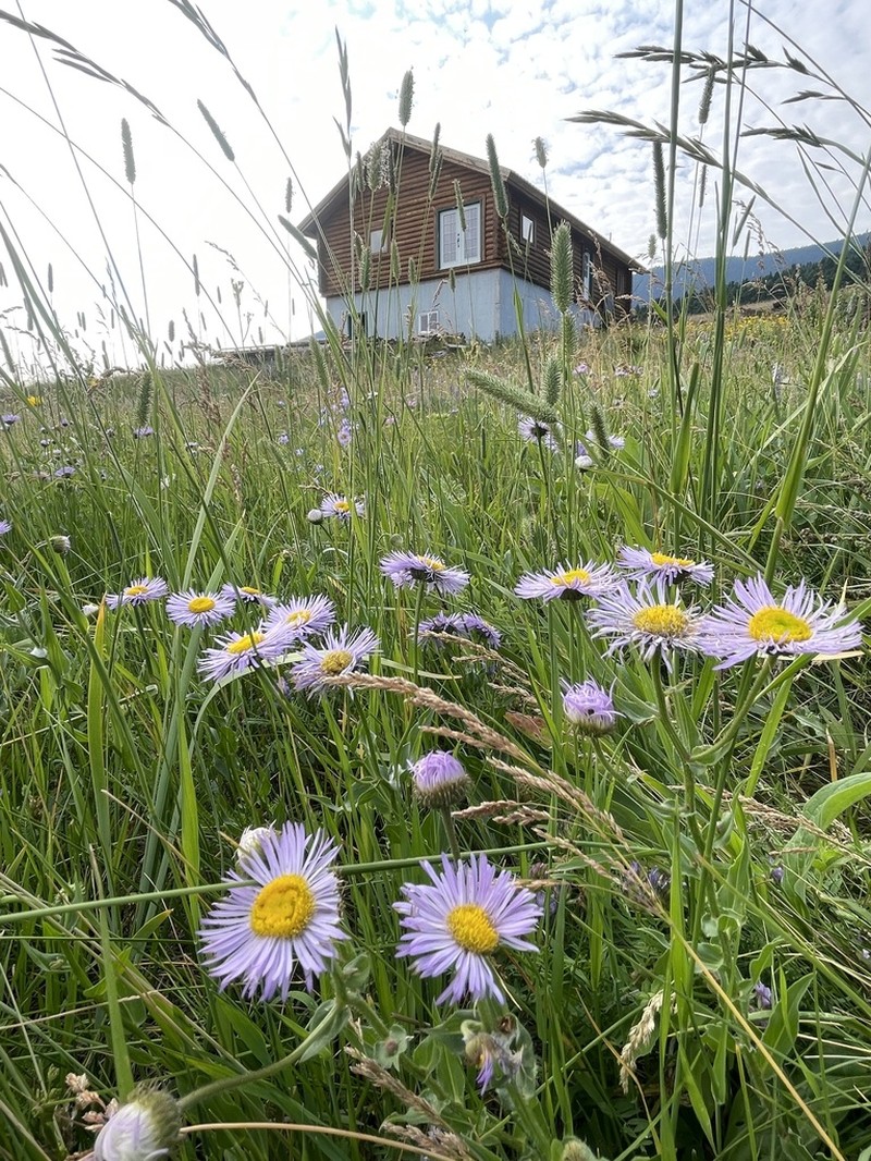 Aspen Fleabane photo 3