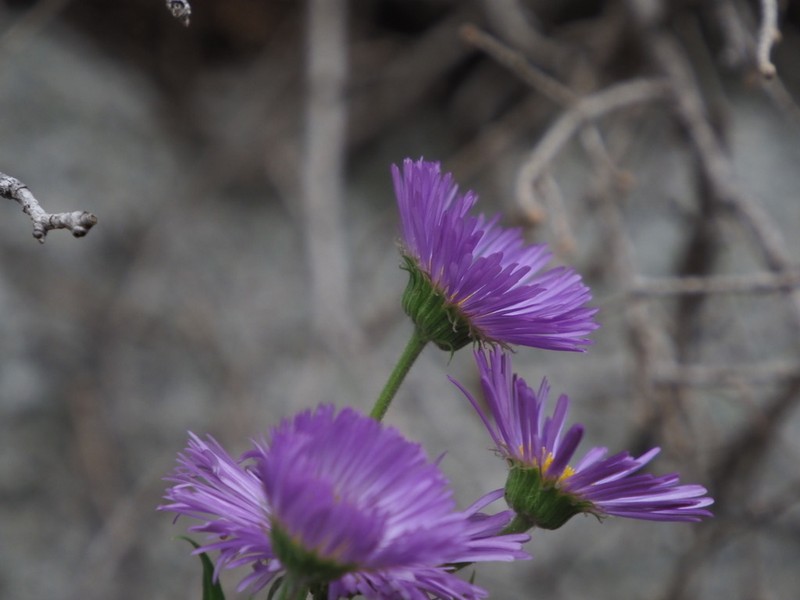 Aspen Fleabane photo 4