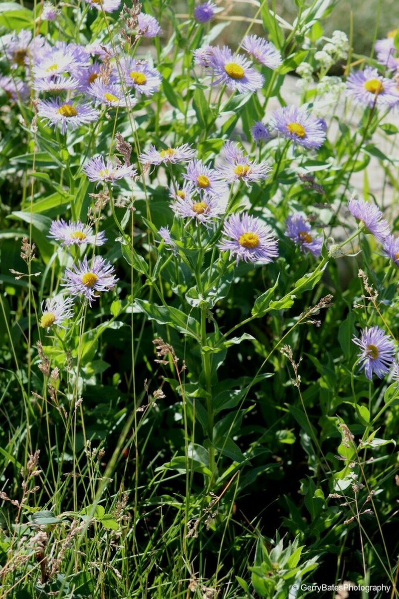 Aspen Fleabane photo 5