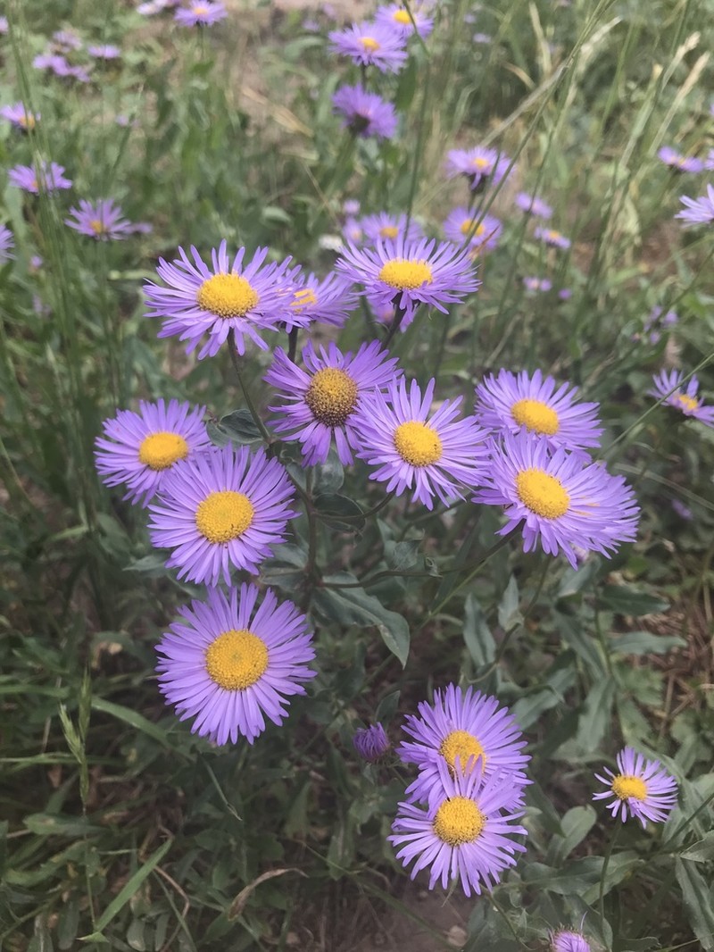 Aspen Fleabane photo 6