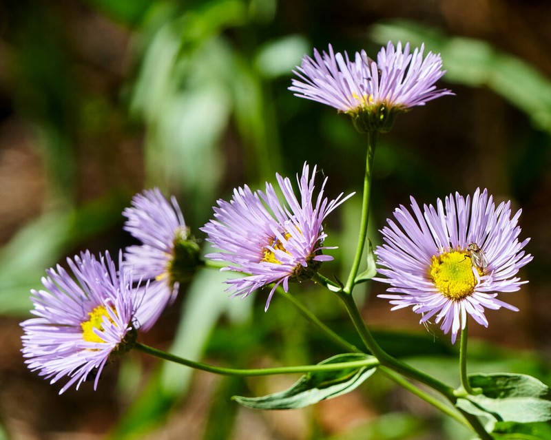 Aspen Fleabane photo 7