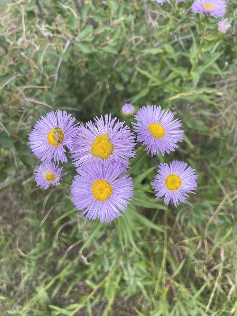 Aspen Fleabane photo 8