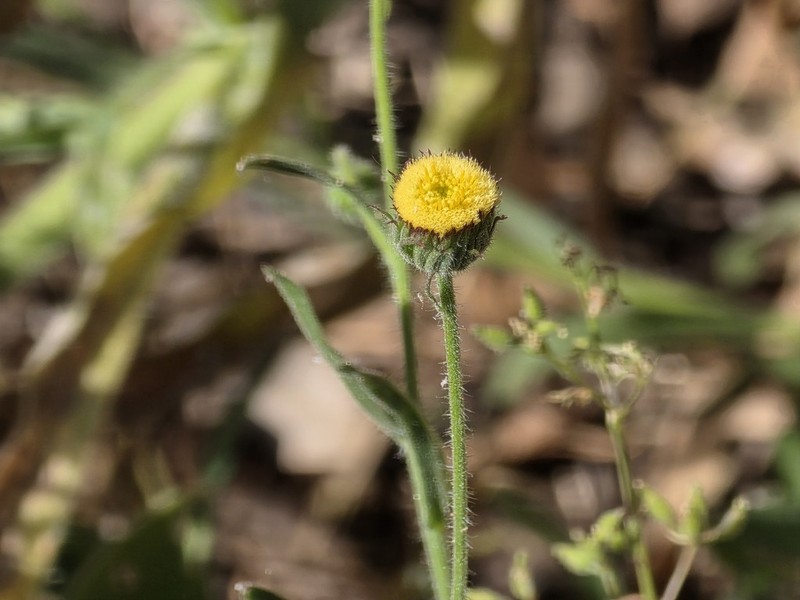 Erigeron spiculosus
