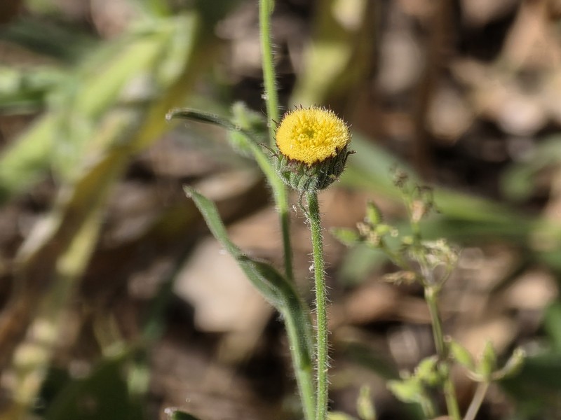 Erigeron spiculosus photo 2