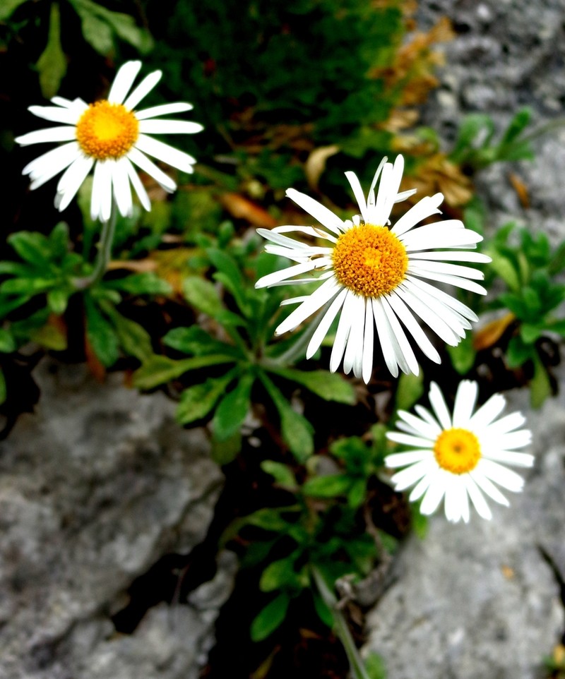 Erigeron stanfordii