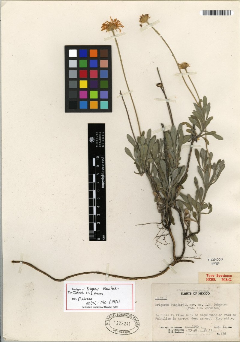 Erigeron stanfordii photo 2