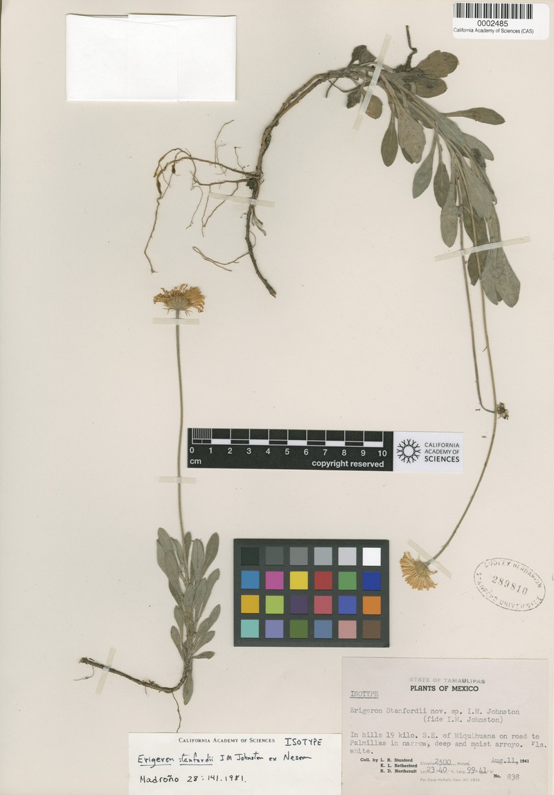Erigeron stanfordii photo 3