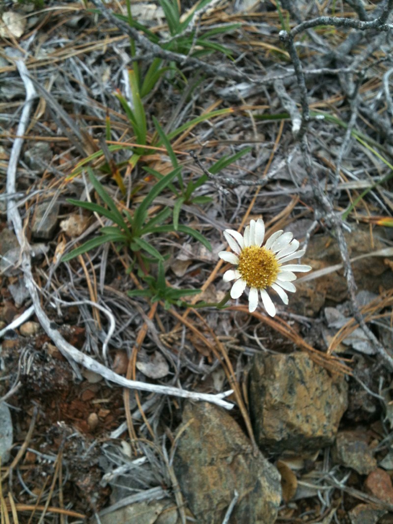 Stansell's Fleabane