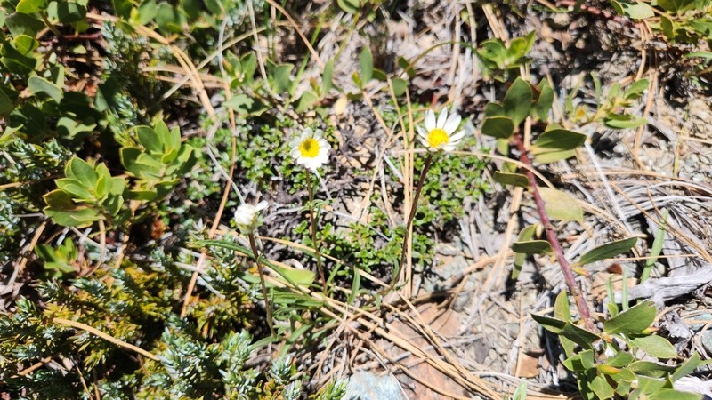 Stansell's Fleabane photo 2