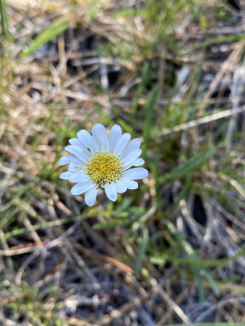 Stansell's Fleabane photo 3
