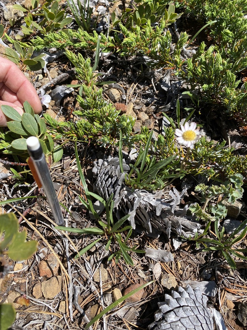 Stansell's Fleabane photo 4