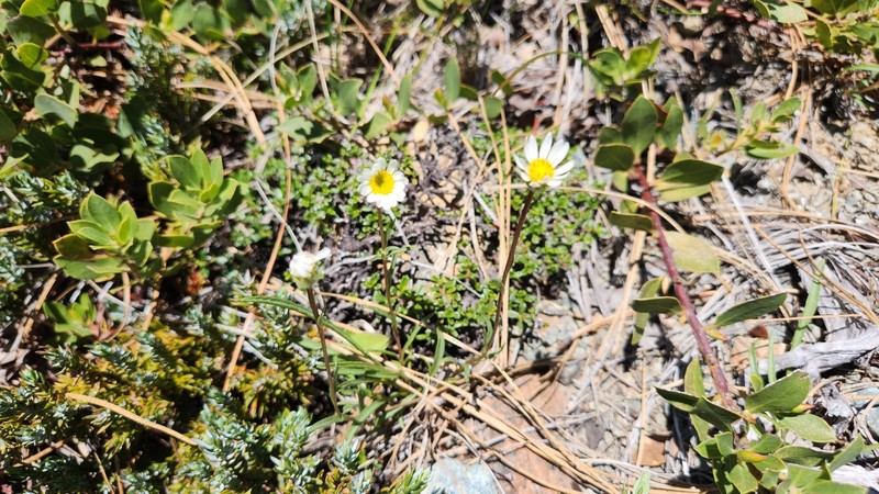 Stansell's Fleabane photo 6