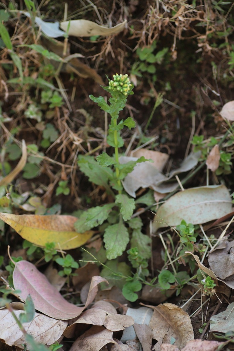 Erigeron steudelii photo 2
