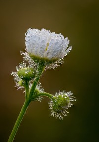 Prairie Fleabane