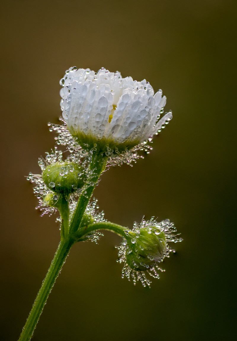 Prairie Fleabane