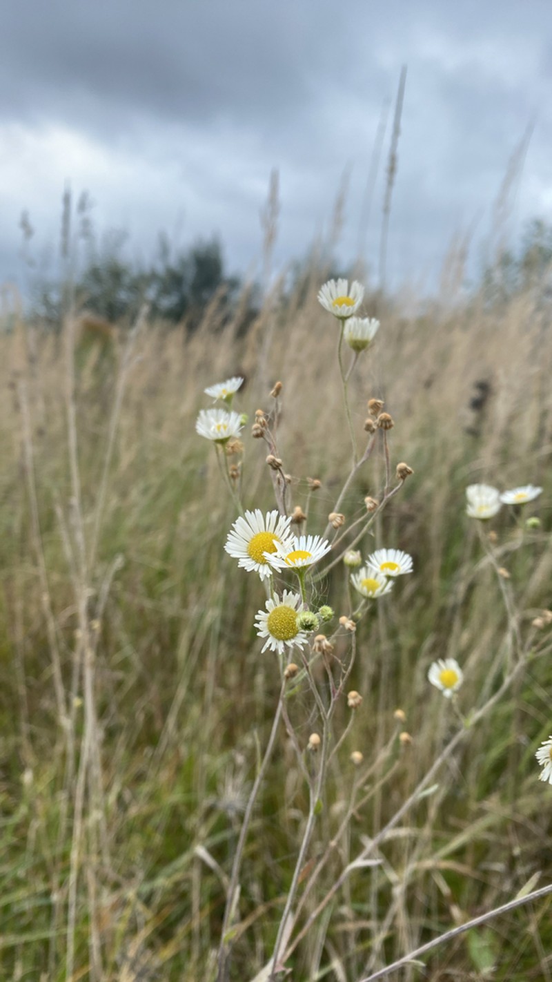 Prairie Fleabane photo 2
