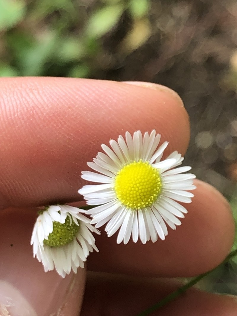 Prairie Fleabane photo 3