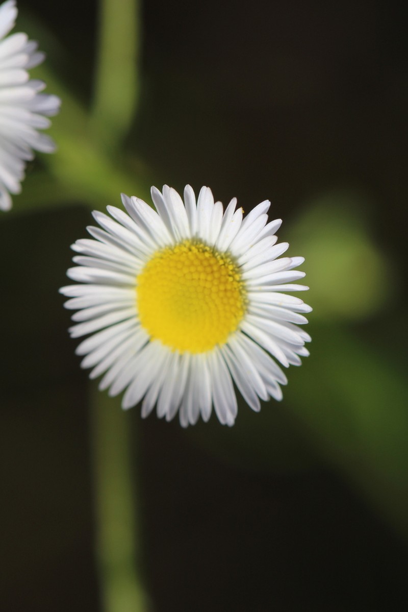 Prairie Fleabane photo 4