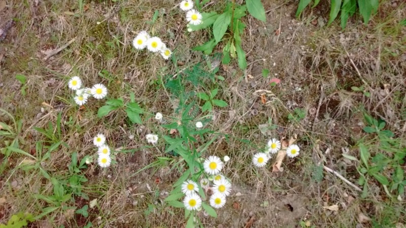Prairie Fleabane photo 5