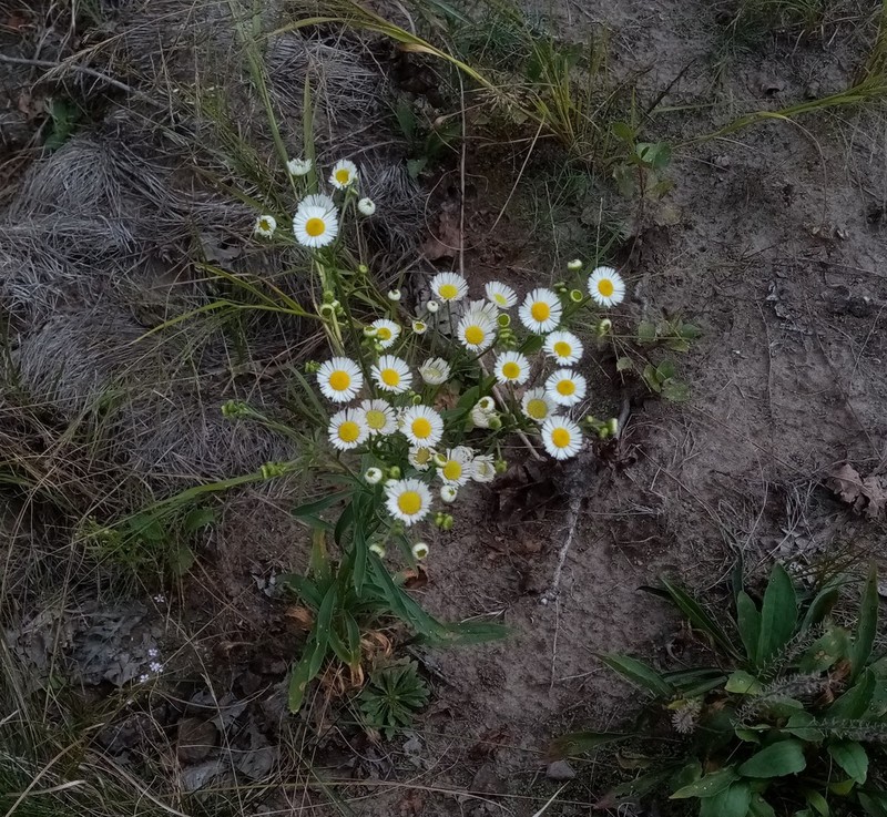 Prairie Fleabane photo 6
