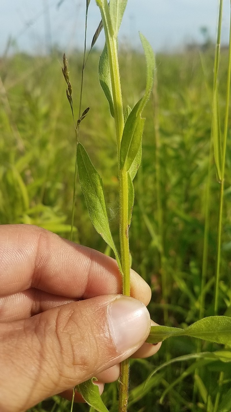 Prairie Fleabane photo 7