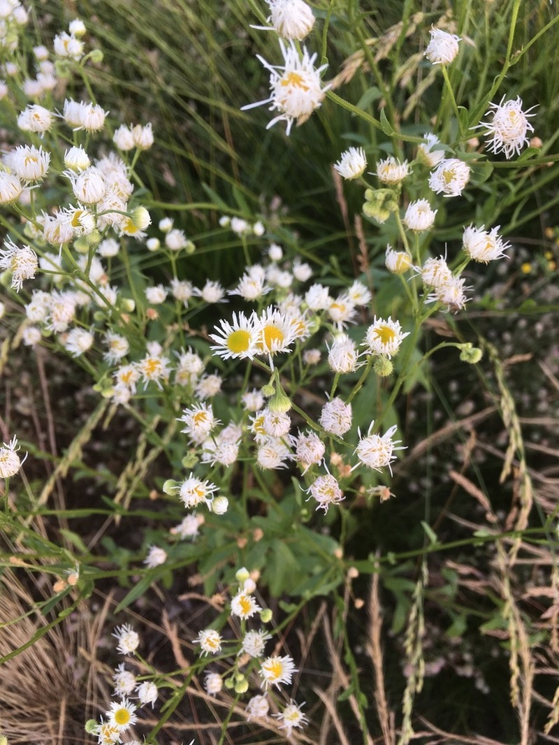 Prairie Fleabane photo 8