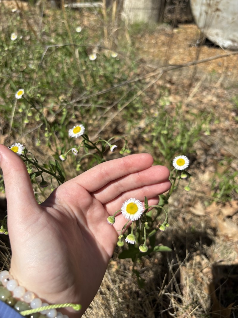 Erigeron strigosus var. strigosus