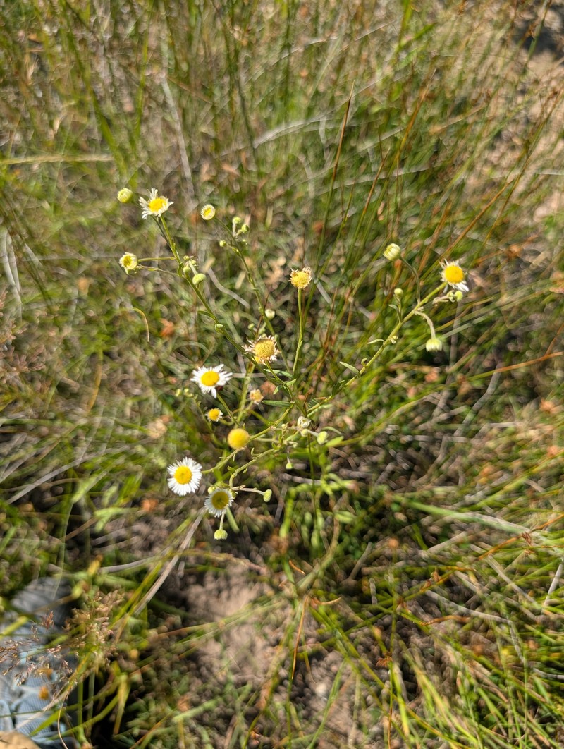 Erigeron strigosus var. strigosus photo 2