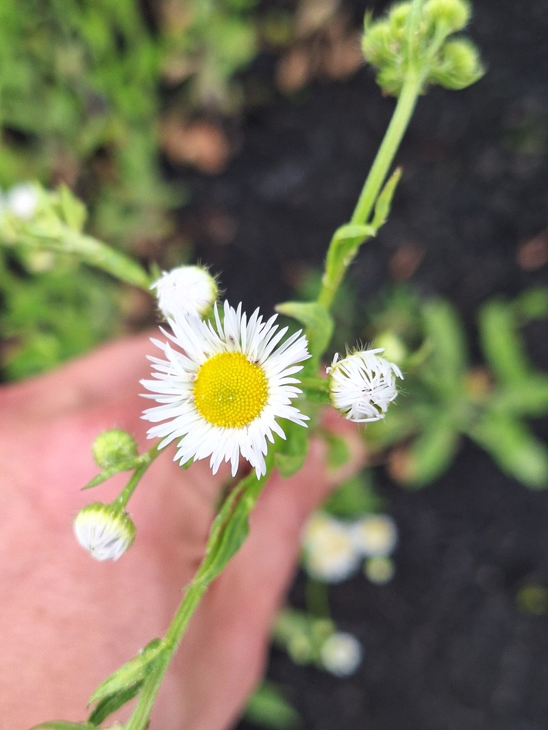 Erigeron strigosus var. strigosus photo 3