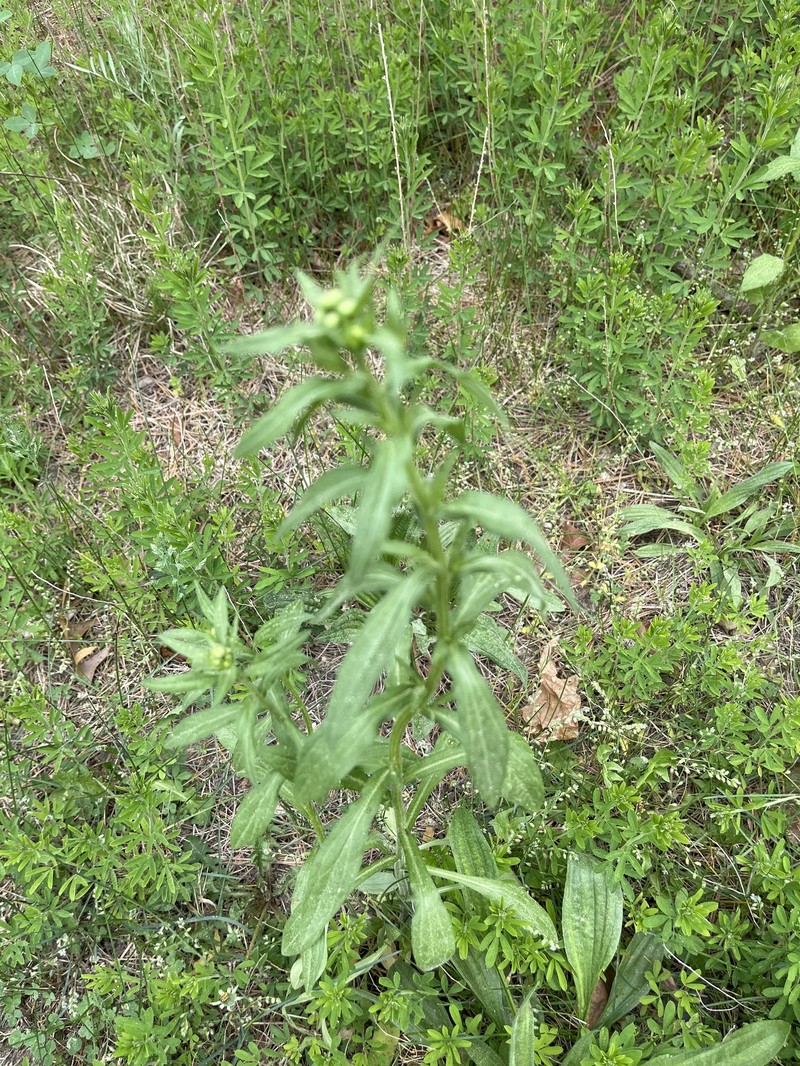 Erigeron strigosus var. strigosus photo 4