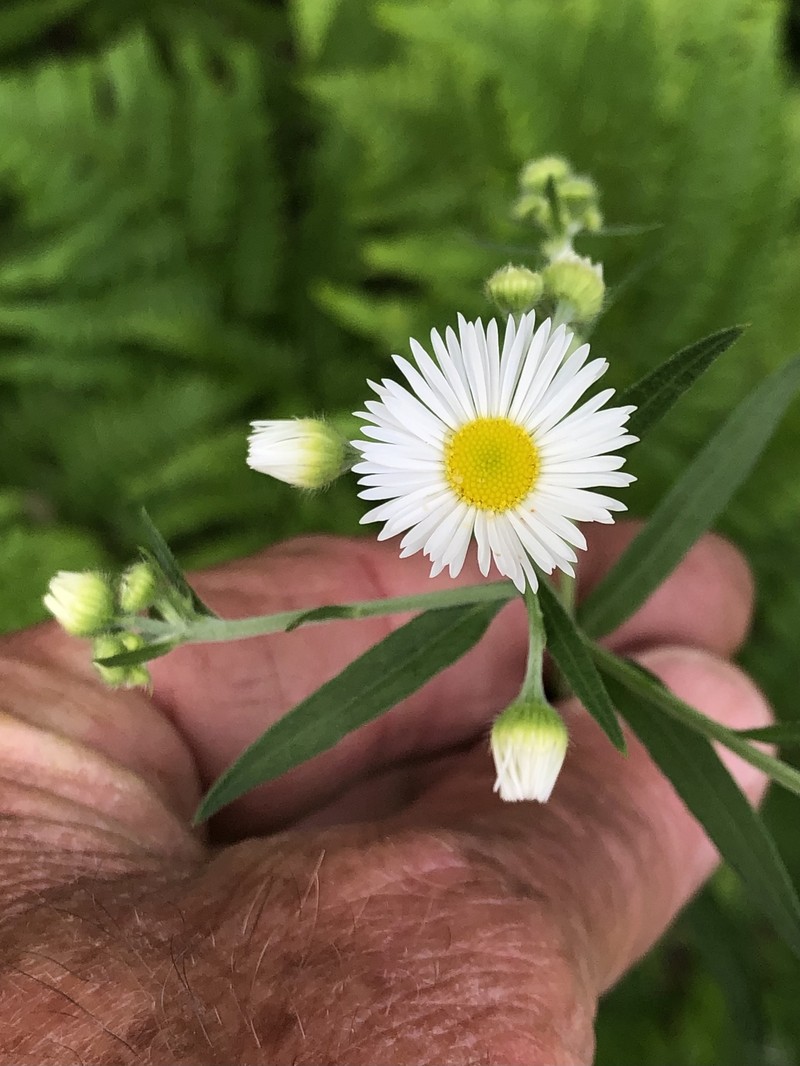 Erigeron strigosus var. strigosus photo 5