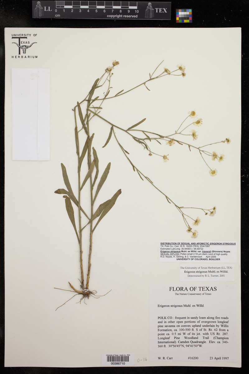 Erigeron strigosus var. traversii