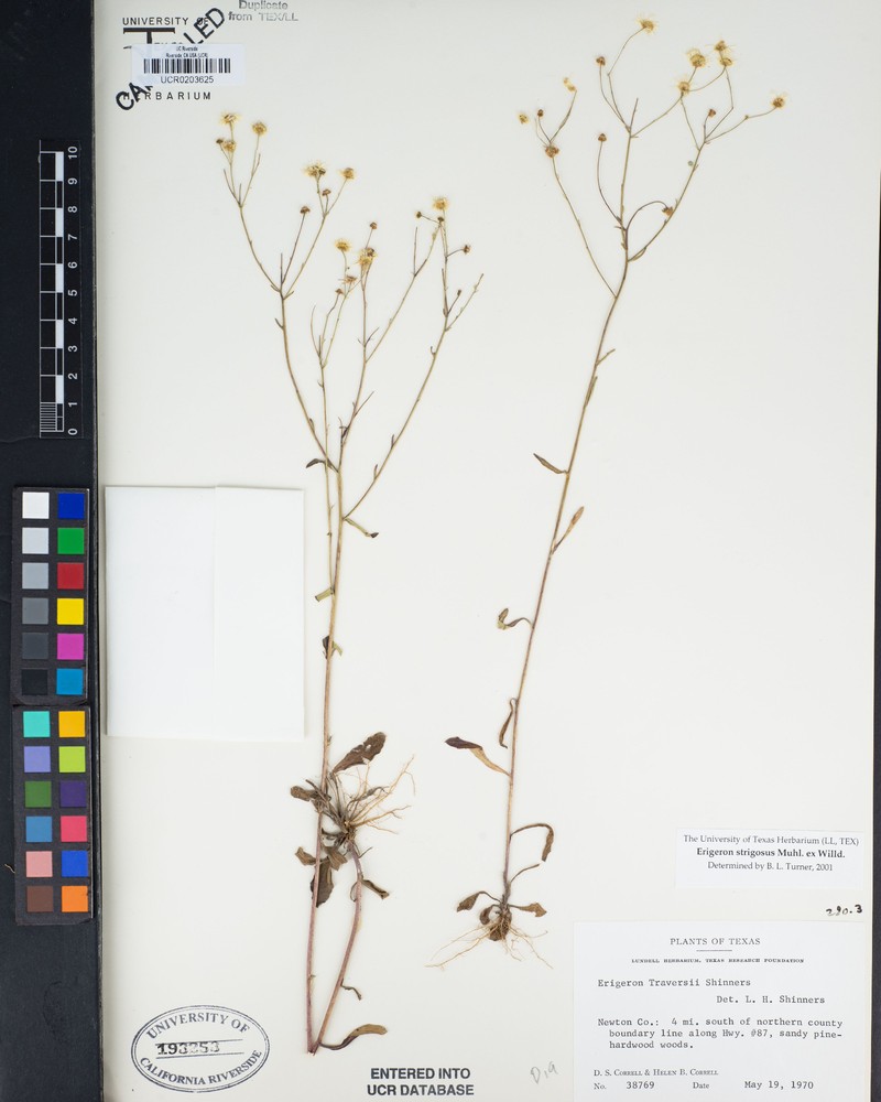 Erigeron strigosus var. traversii photo 2