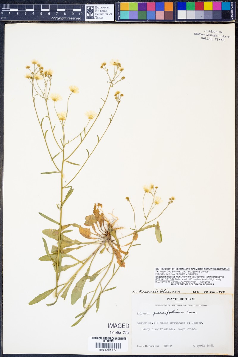 Erigeron strigosus var. traversii photo 3