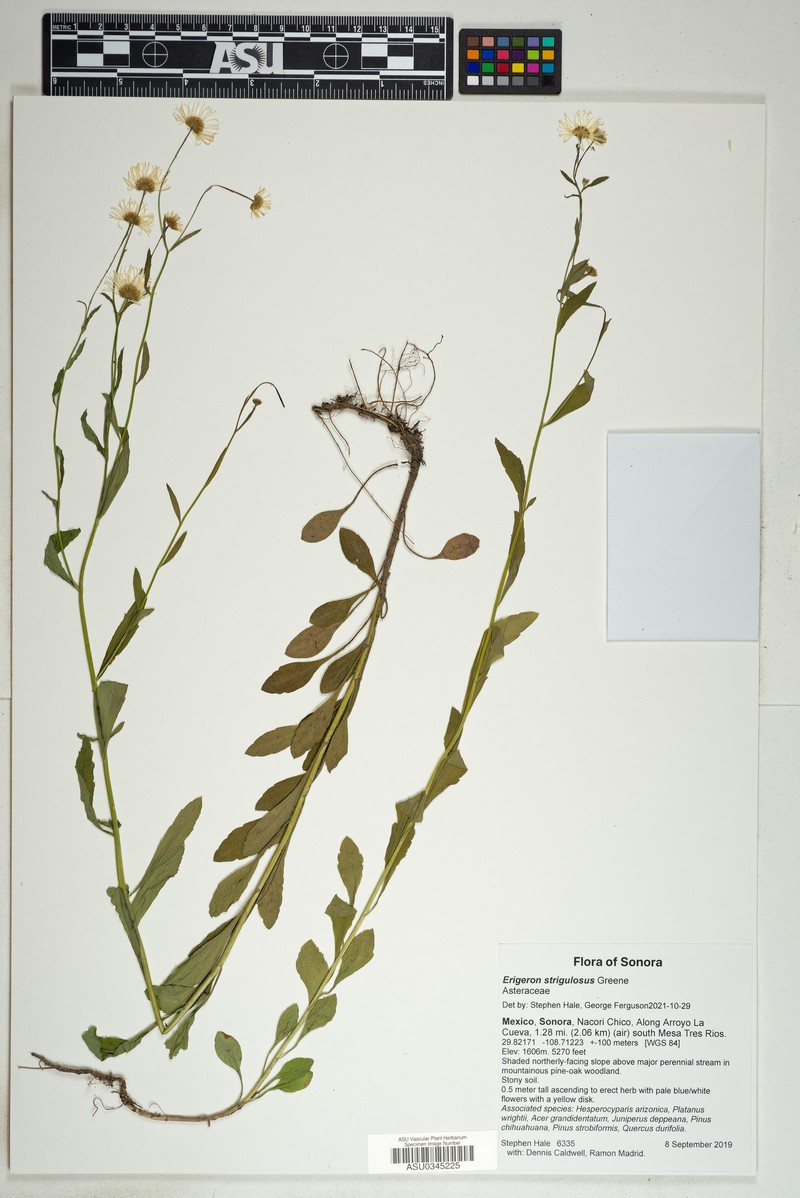 Erigeron strigulosus