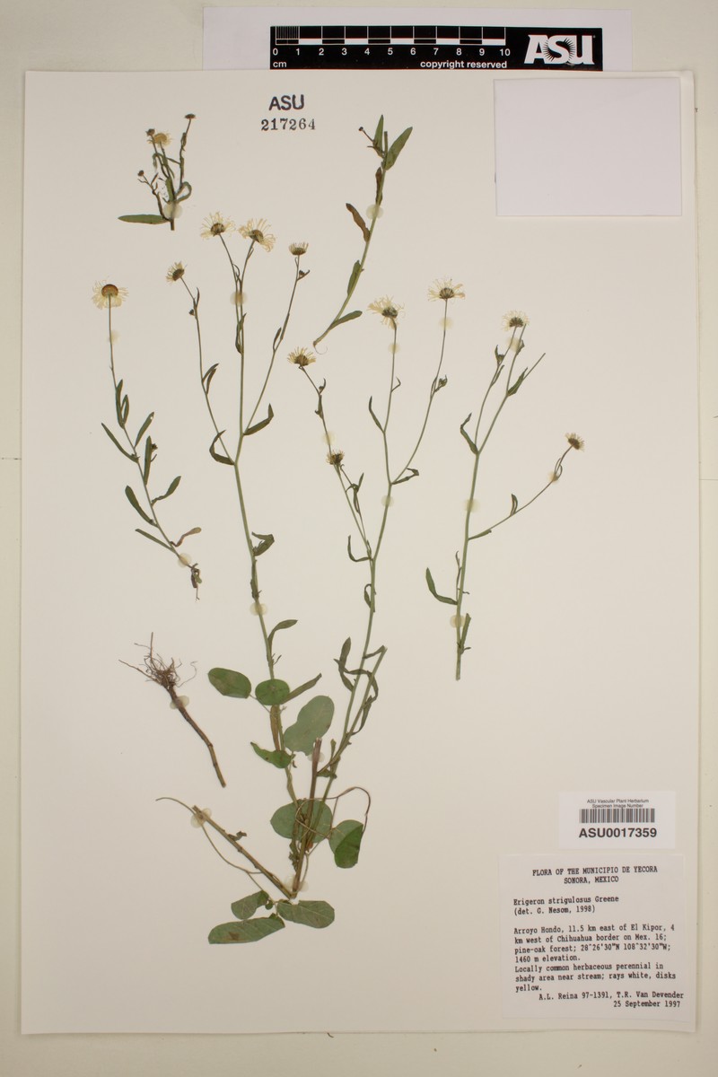 Erigeron strigulosus photo 2