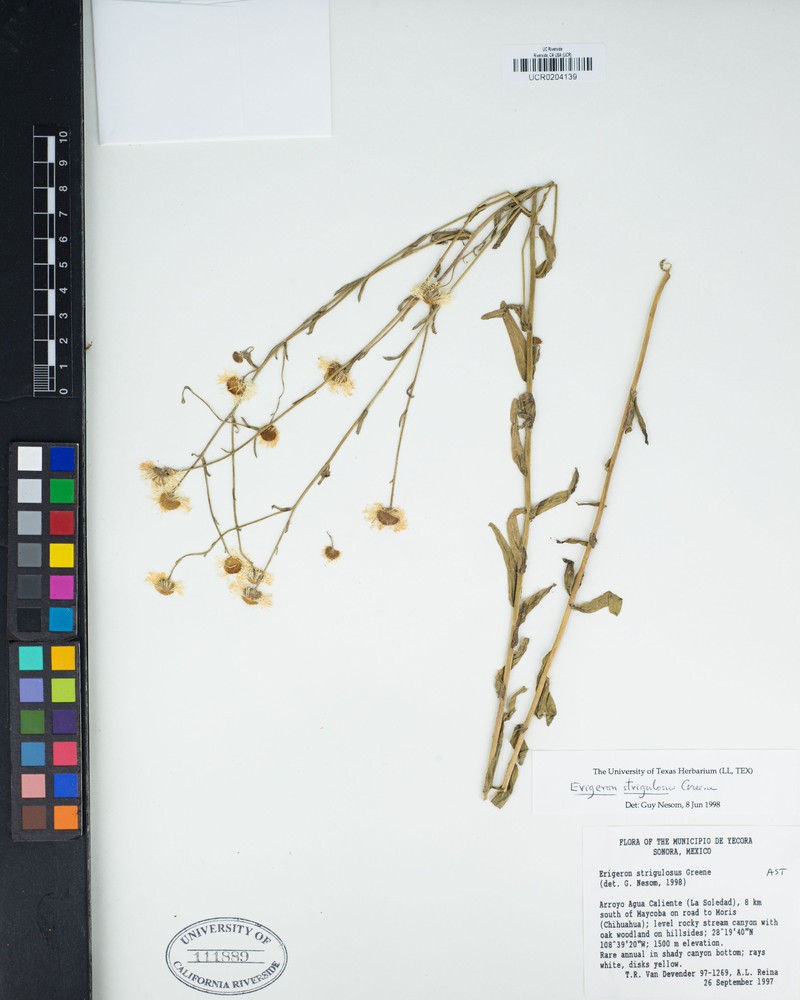 Erigeron strigulosus photo 3