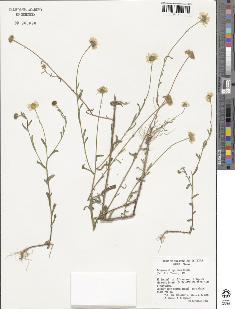 Erigeron strigulosus photo 4