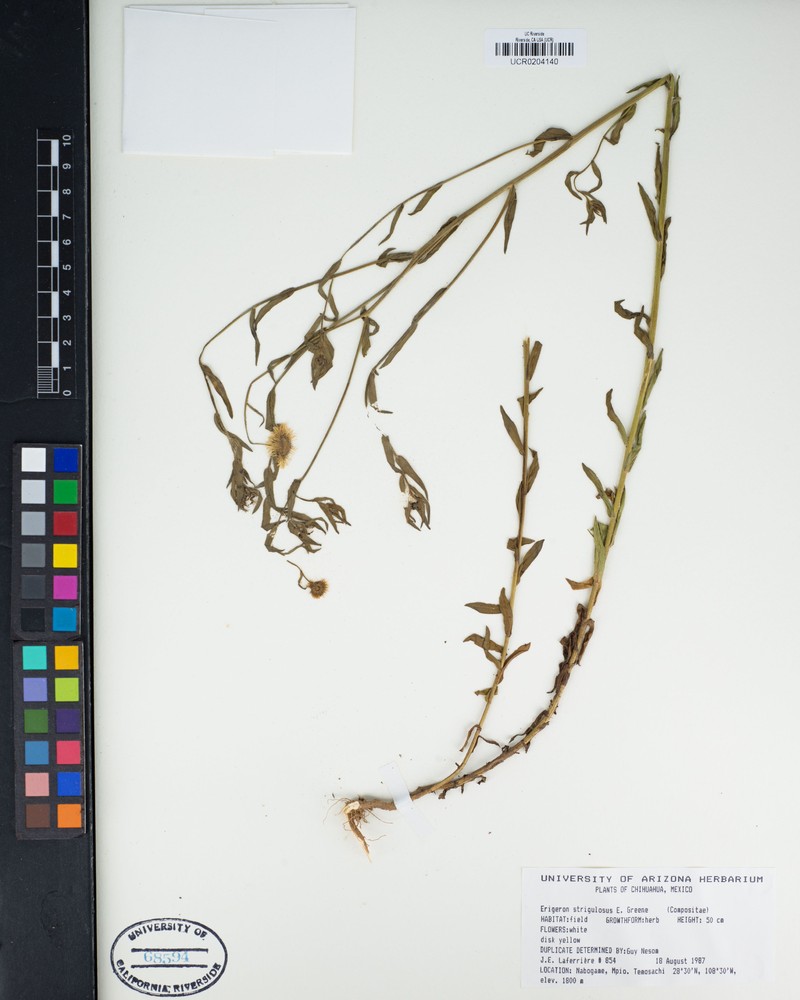 Erigeron strigulosus photo 5