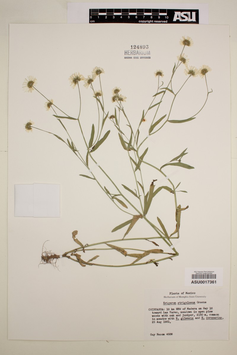 Erigeron strigulosus photo 6