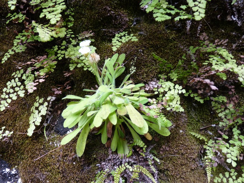 Erigeron stuessyi