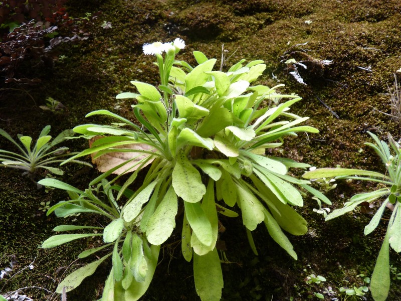 Erigeron stuessyi photo 3