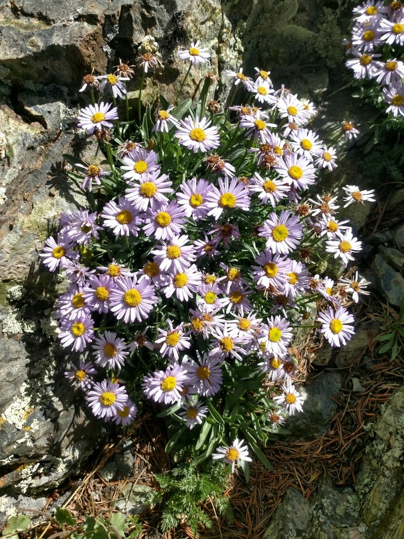 Hairless Fleabane