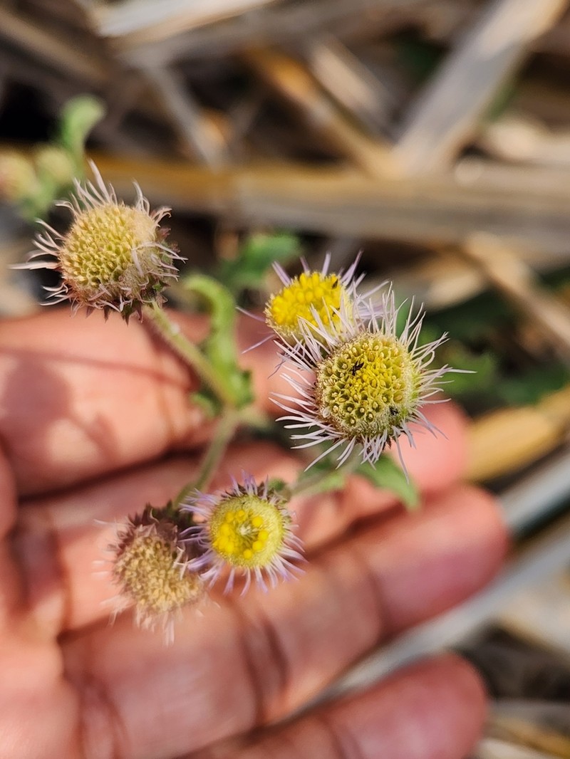 Erigeron sublyratus