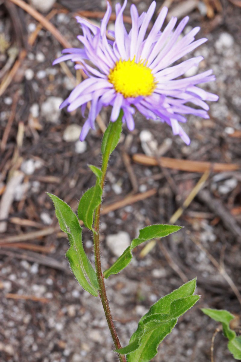 Threenerve Fleabane