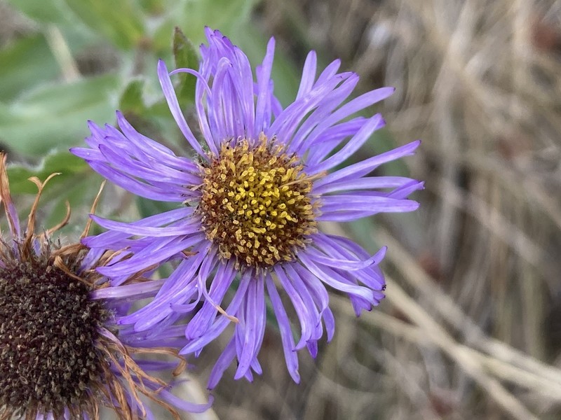Threenerve Fleabane