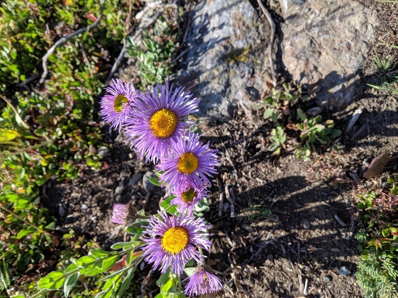 Threenerve Fleabane photo 2