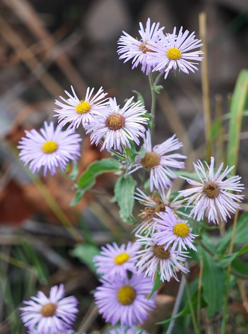 Threenerve Fleabane photo 4